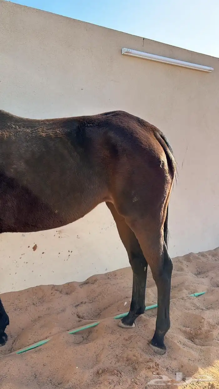 فرس انجليزي ركوب معسوفة 5