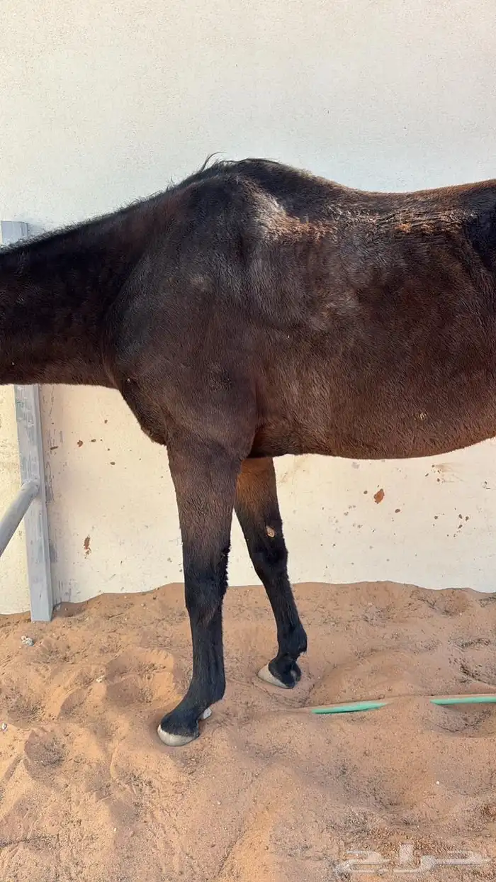 فرس انجليزي ركوب معسوفة 0