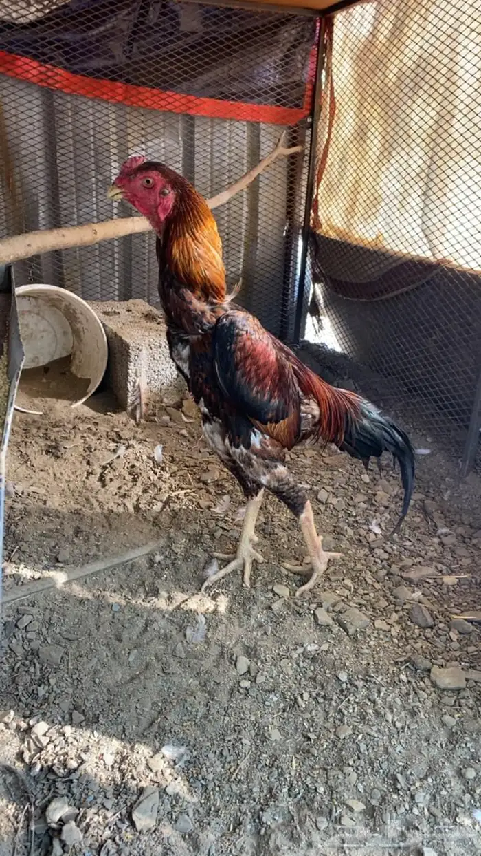 ديك ياباني 0