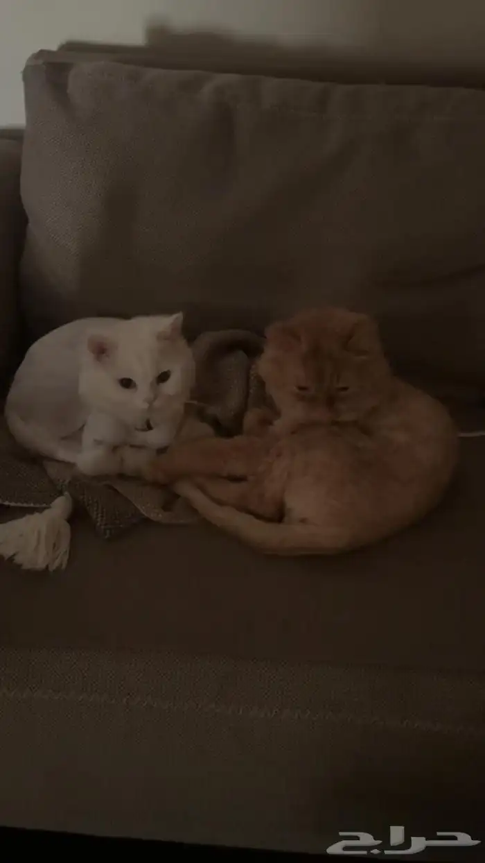 قطتين شيرازي للتبني 8