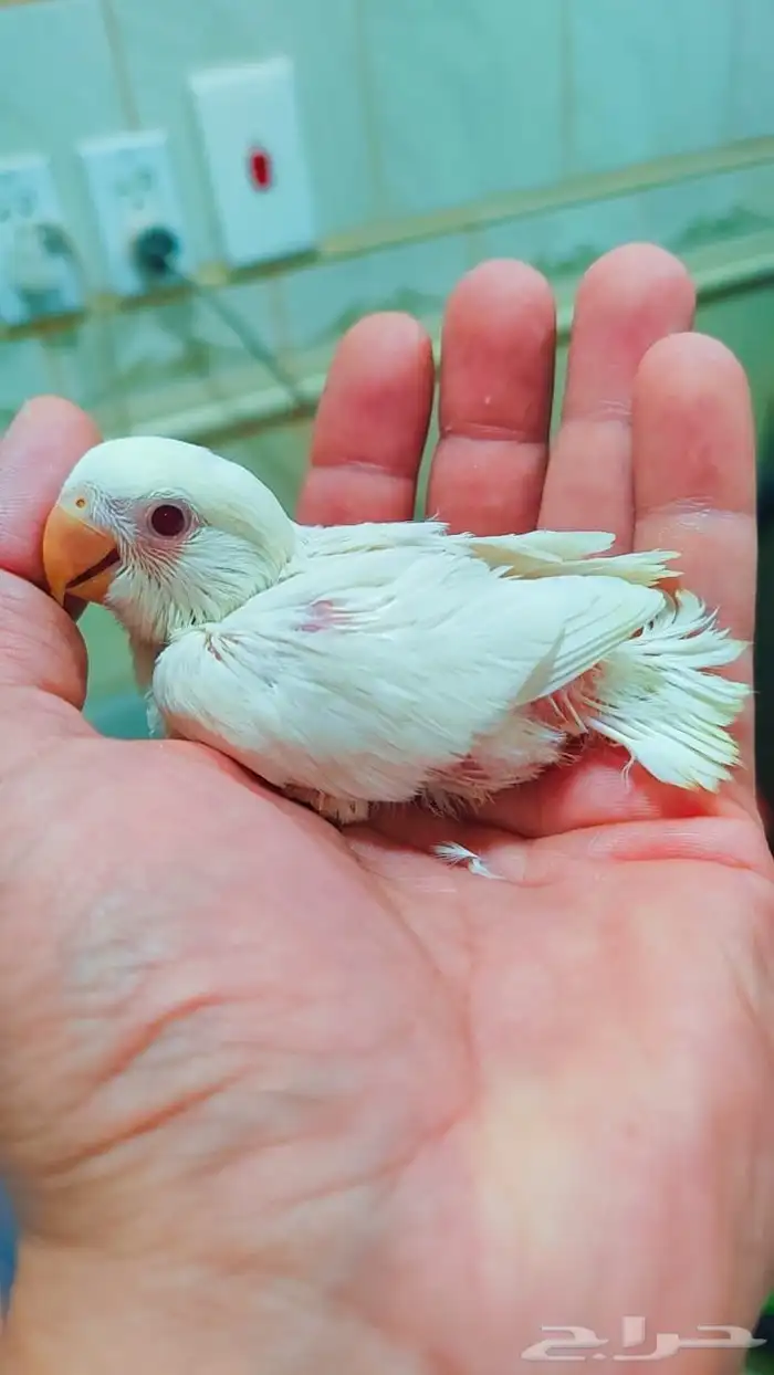 فروخ روز غر 1