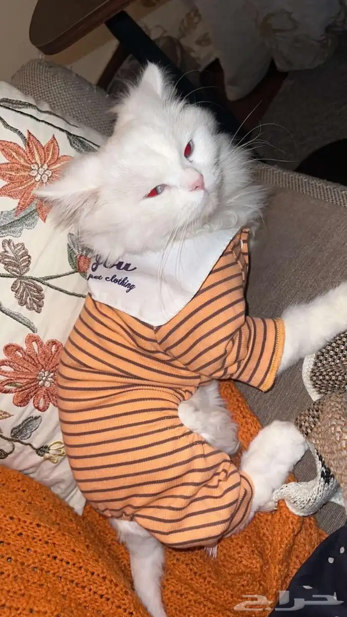 قطتين شيرازي للتبني 1