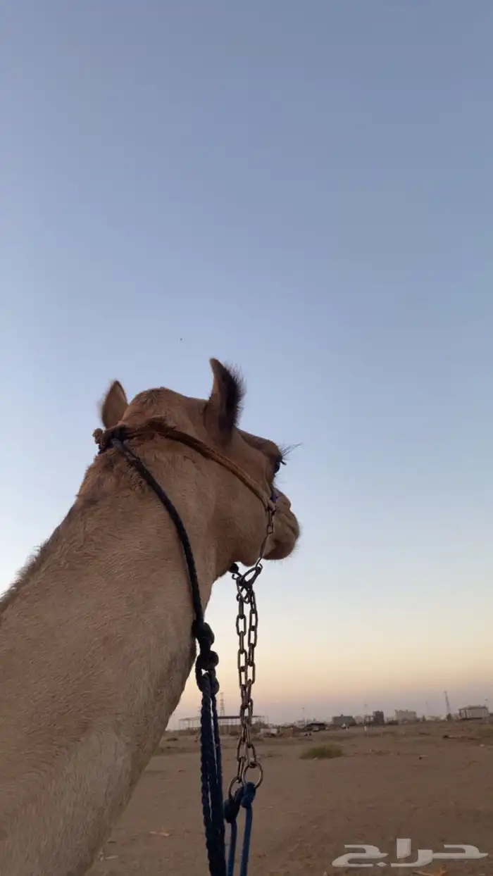 قعود طابع شرط طابع شداد شرط 0