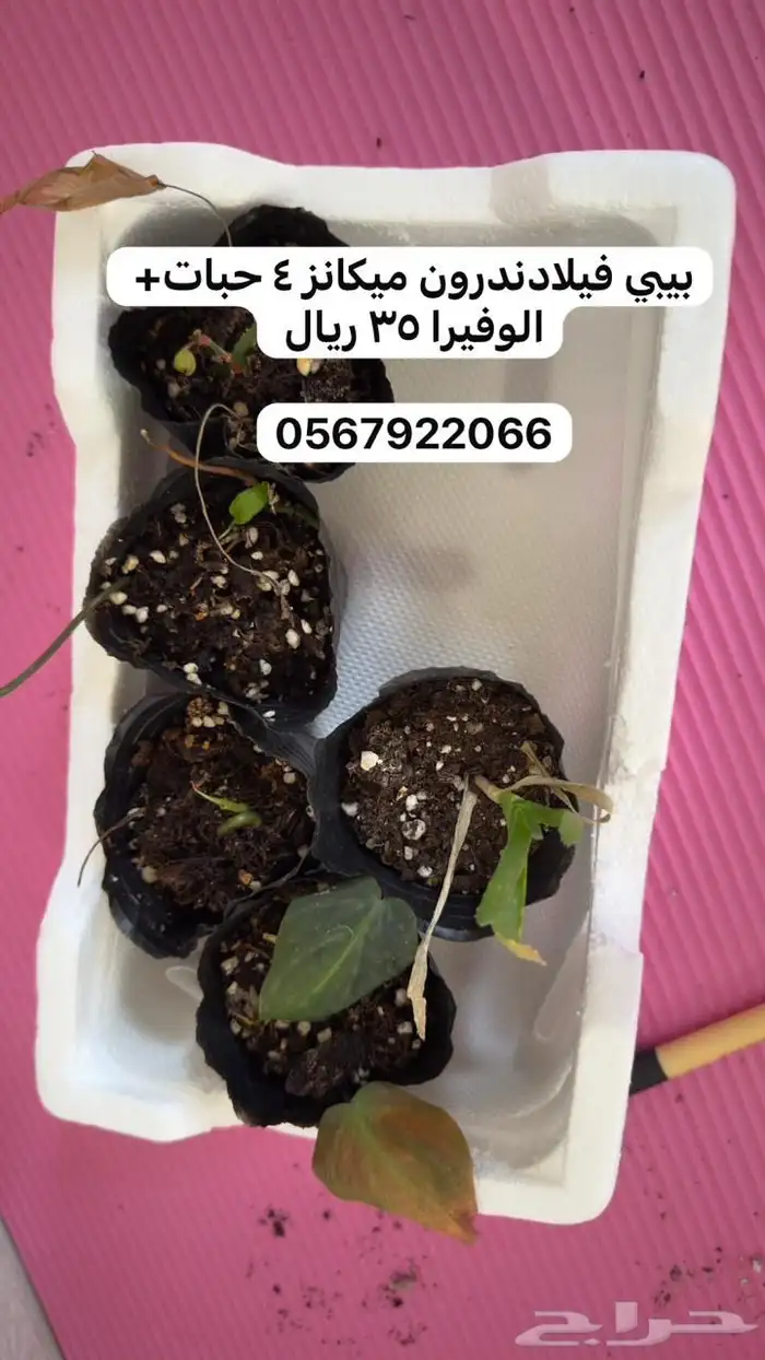 نباتات داخلية 13