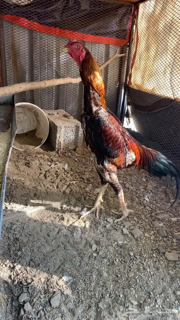 ديك ياباني 1