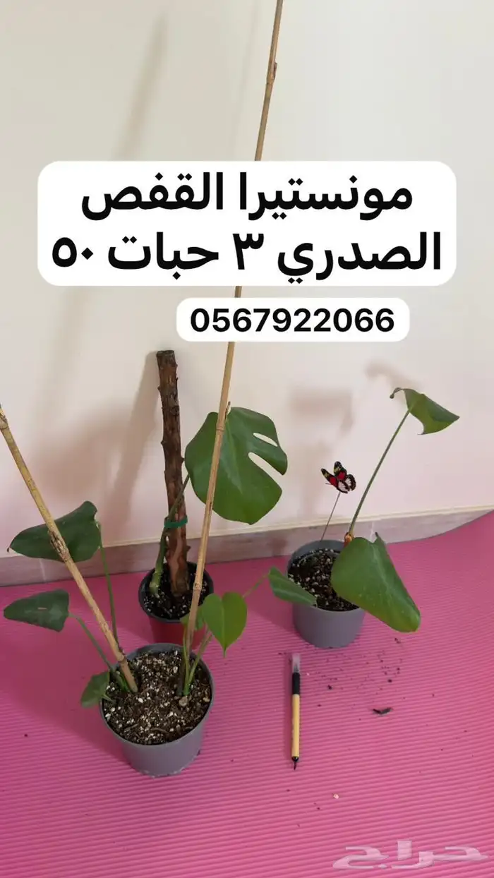 نباتات داخلية 10