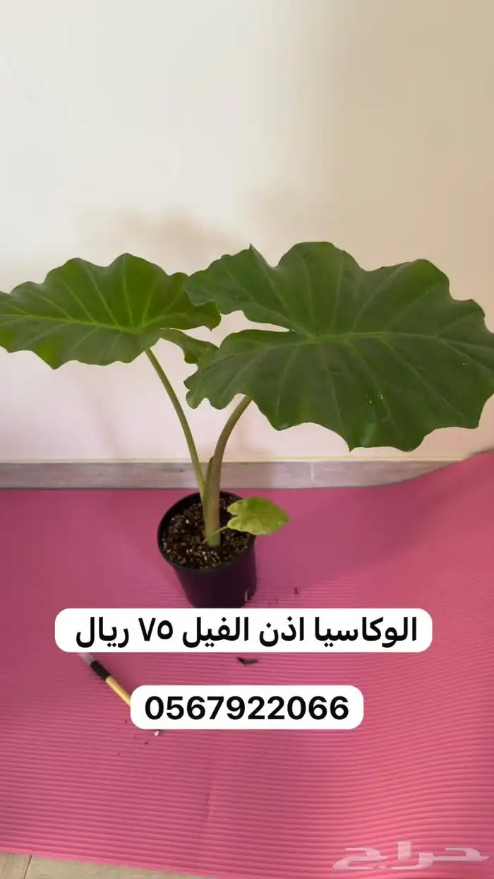 نباتات داخلية 4