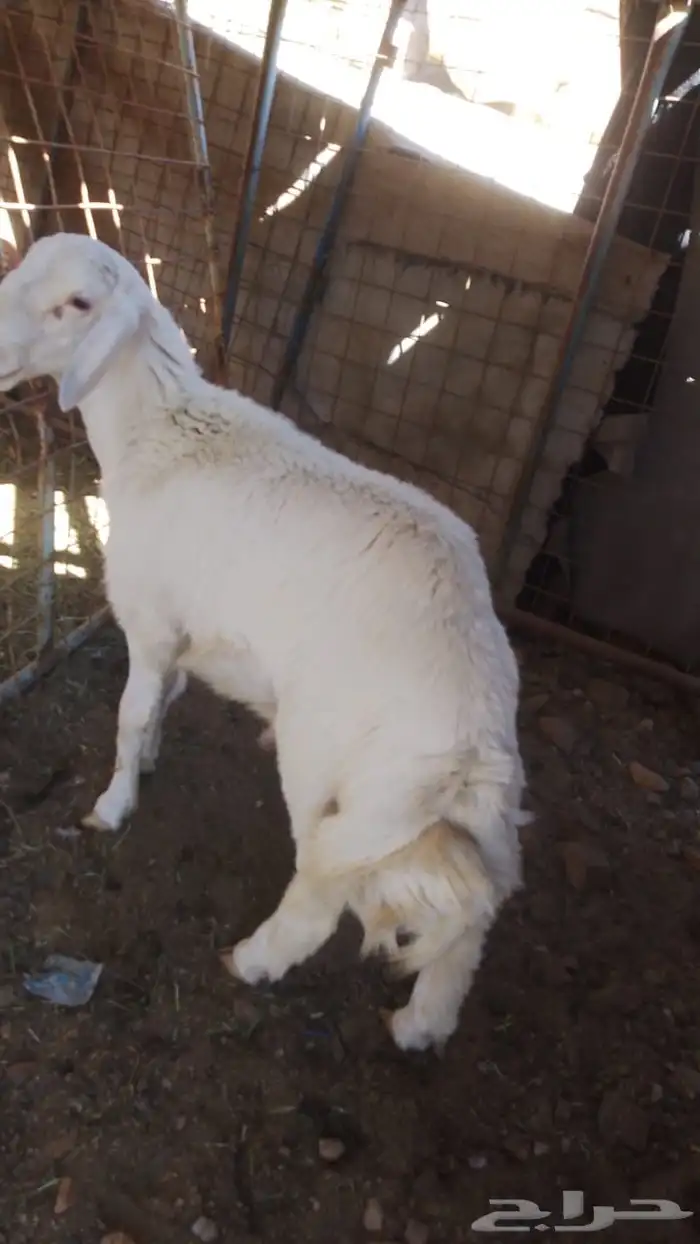 طلي حري للبيع 1