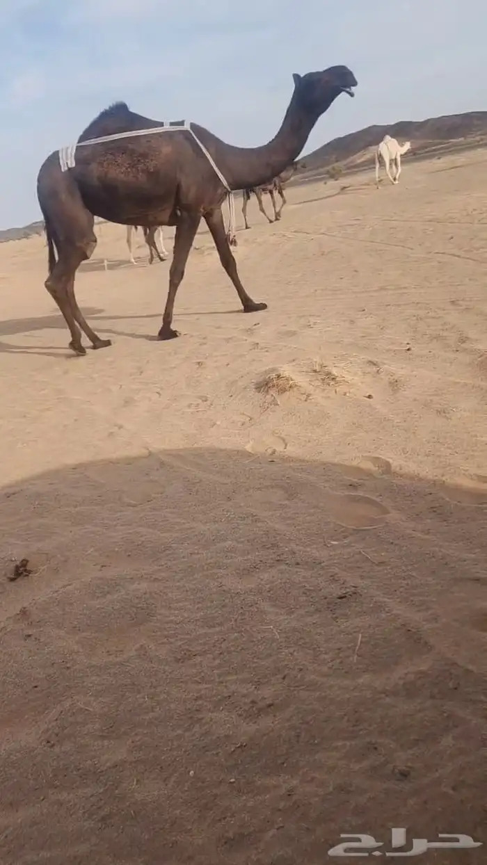 ضروبه بكر مبيوع ولدها 0