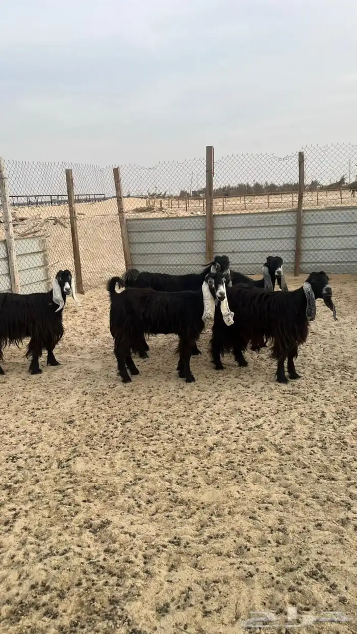 حلال منوة القناي 0