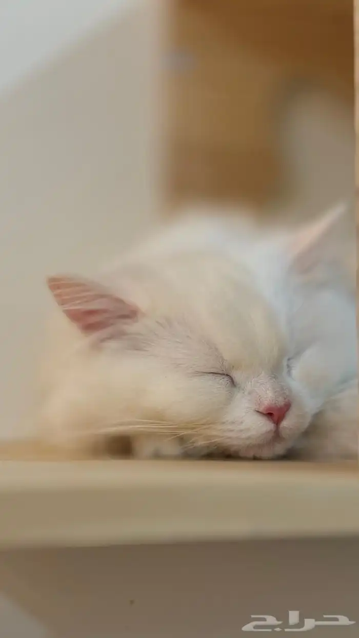 قطتين شيرازي للتبني 2