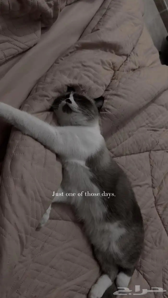 قط ذكر و أنثى للتبني 1