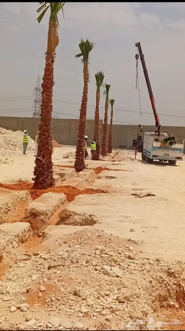 نخل مثمر فاخر نخل واشنطني زينه خلاص ونانه صقعي هلالي سلاطين 5