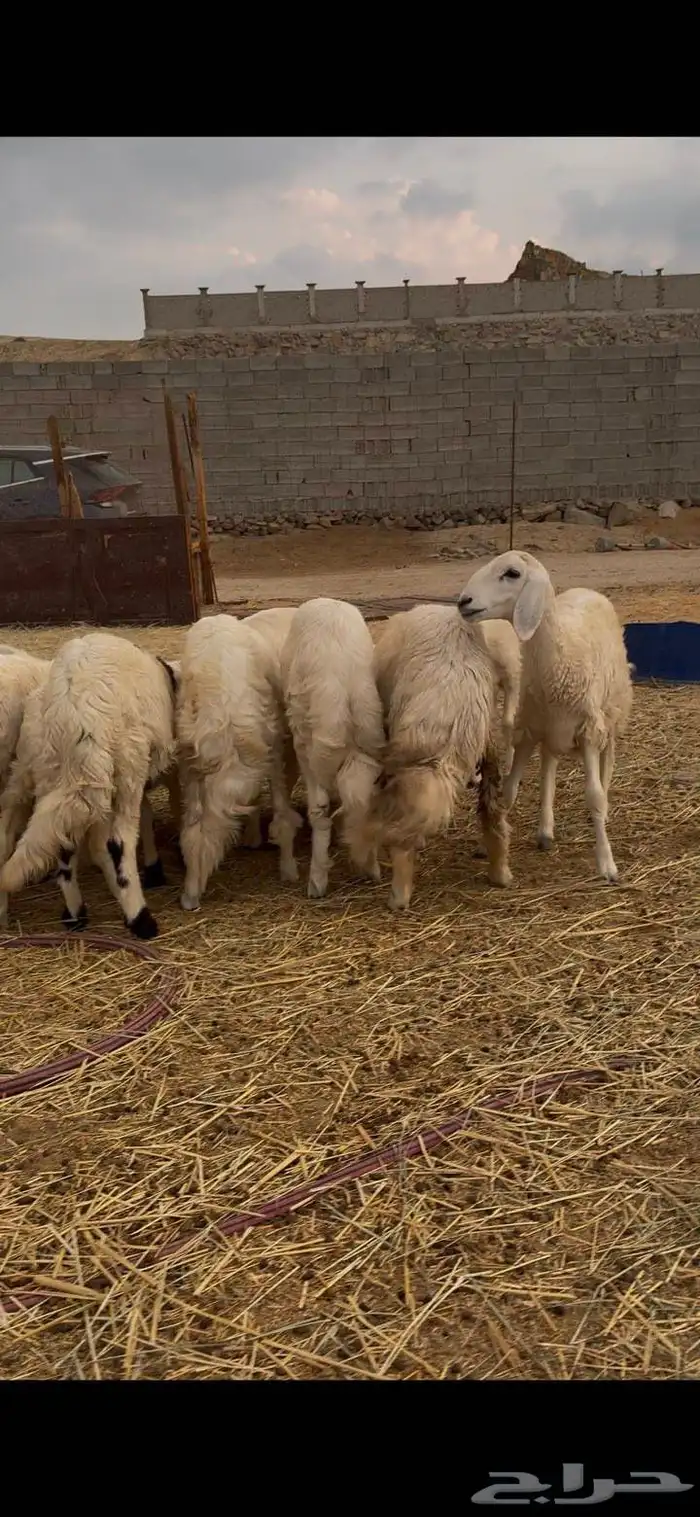 طليان ورخال شعره بيضاء وطرف كفو من تحت امهاته شي كفو 2