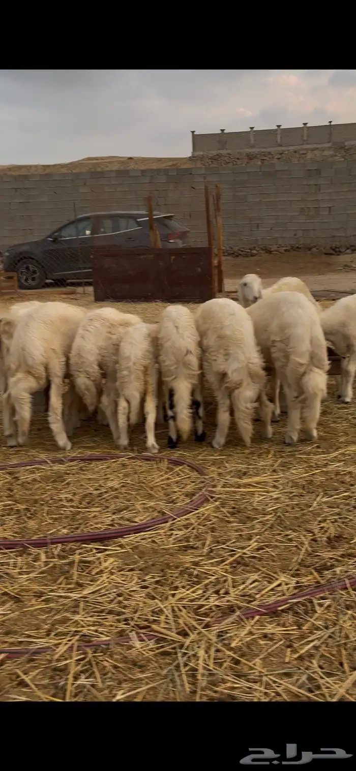 طليان ورخال شعره بيضاء وطرف كفو من تحت امهاته شي كفو 0