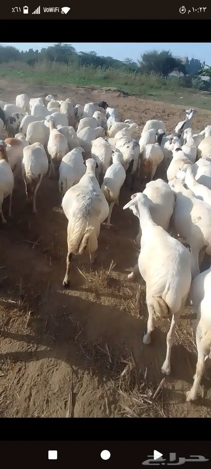 ظان رفيد يات دفيع جرم طيب وسن طيب 0