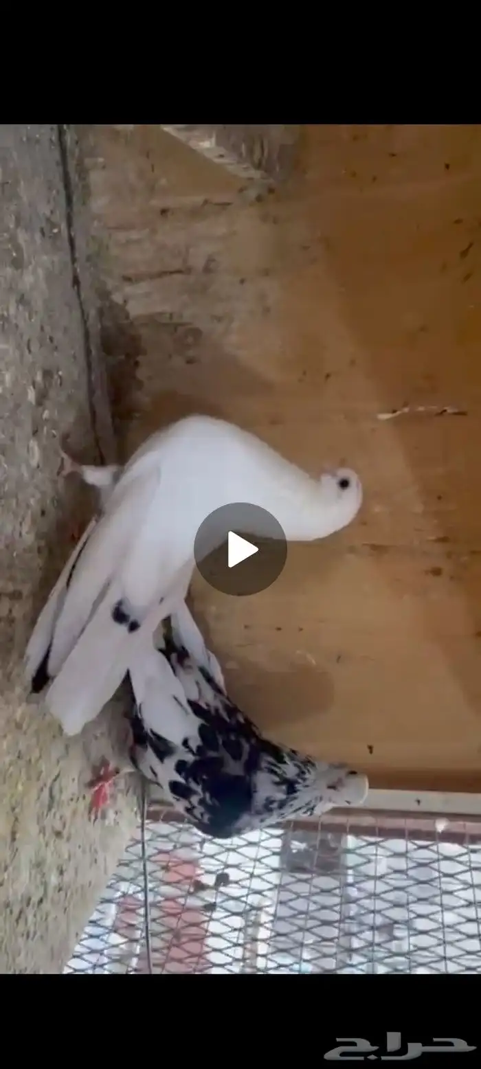 قطايف تب التب للبيع 3