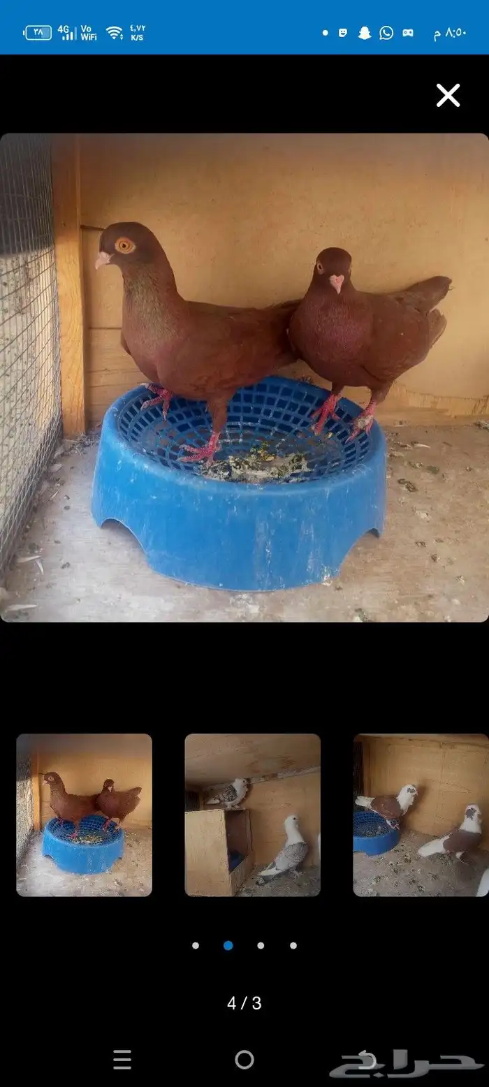 50لجوزشميات 1