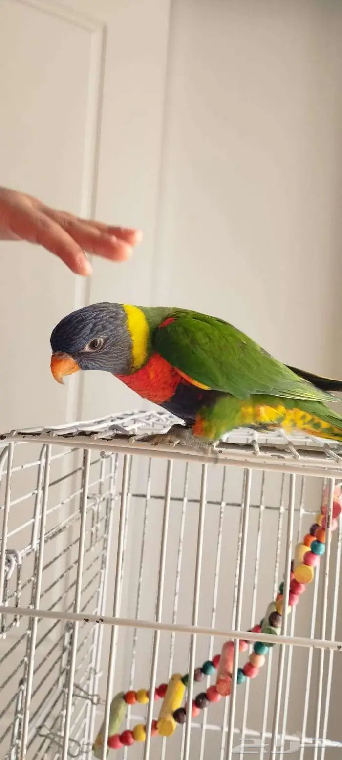 ببغاء لوري رينبو 1