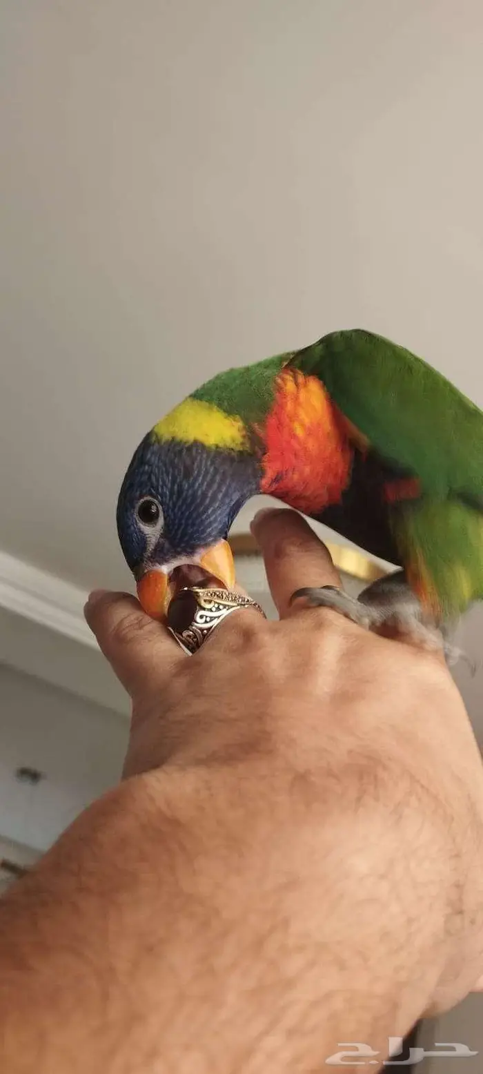 ببغاء لوري رينبو 2