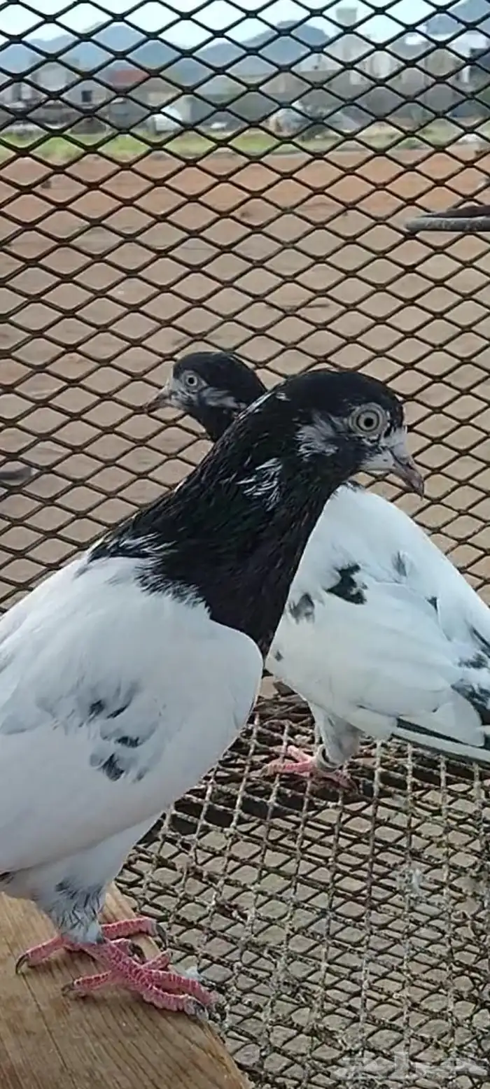 زوج تيدي منتج 1