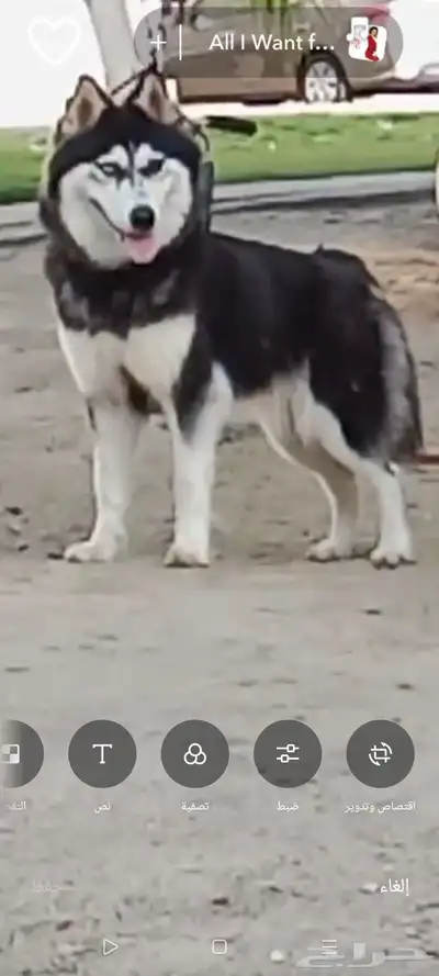 كلبه هاسكي مففوده منذ 5 أيام في الفيصلية قرب المعهد الصناعي 0