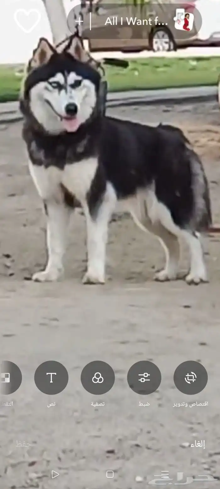 كلبه هاسكي مففوده منذ 5 أيام في الفيصلية قرب المعهد الصناعي 0