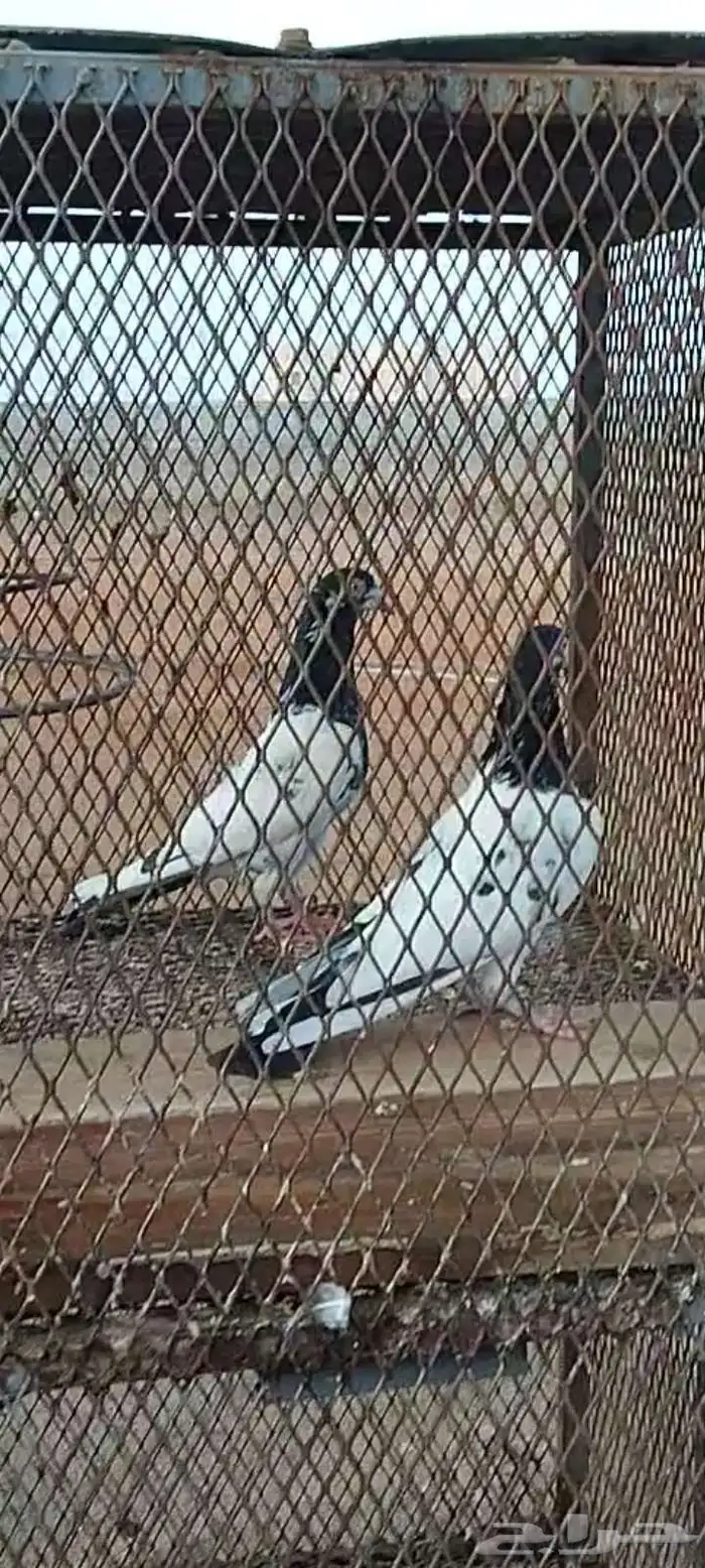 زوج تيدي منتج 2