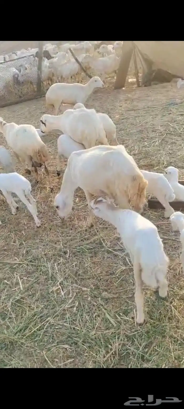 يوجد لدينا ضان رفيددات مولدات ودفيع 0