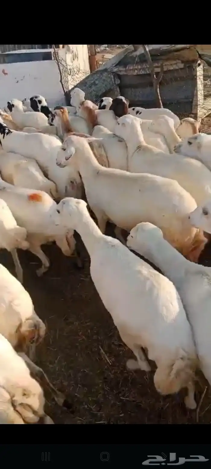 يوجد لدينا ضان رفيددات مولدات ودفيع 1