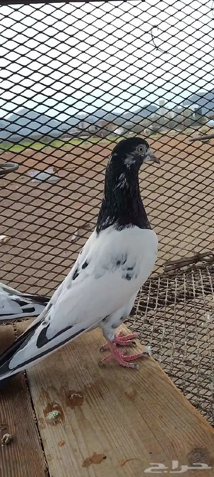 زوج تيدي منتج 3