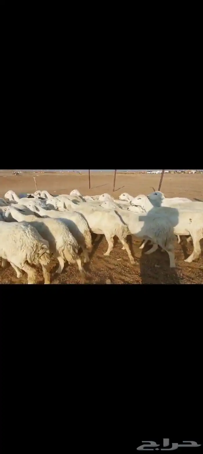 غنم حرش خلفات مراح واحد صنف الصنف 35 تحتها 33 2