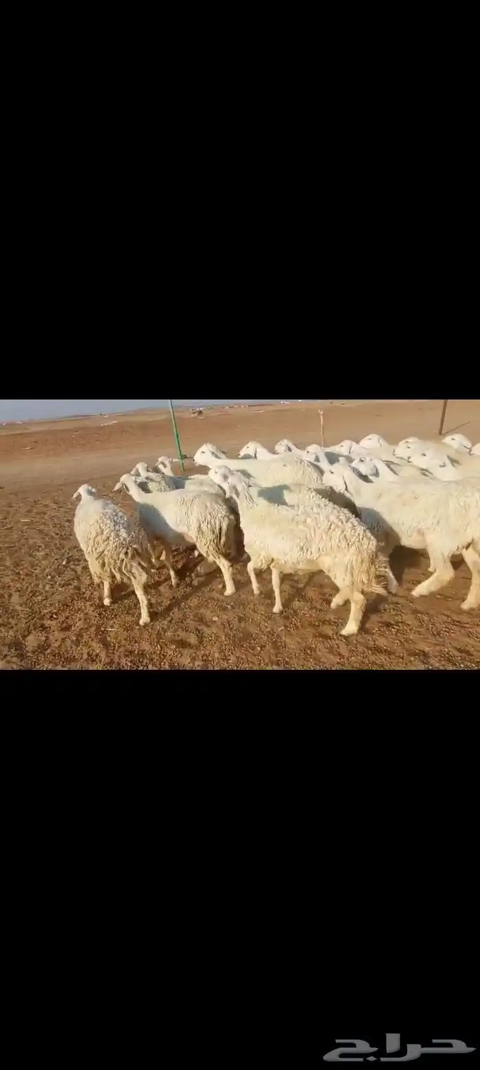 غنم حرش خلفات مراح واحد صنف الصنف 35 تحتها 33 1