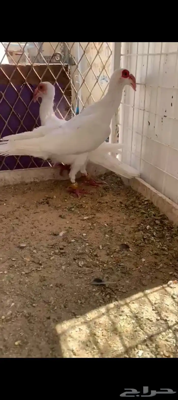 زوج بغادنه معاكيف مستوي نفاخ كرنقو ومالتيز 4