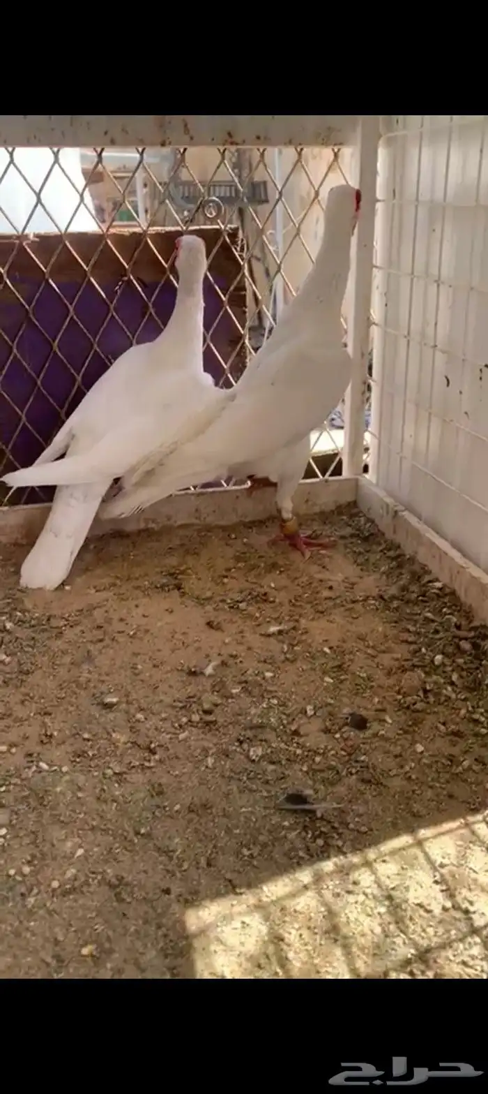 زوج بغادنه معاكيف مستوي نفاخ كرنقو ومالتيز 5