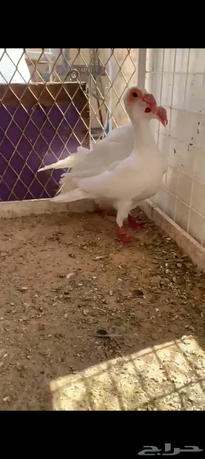 زوج بغادنه معاكيف مستوي نفاخ كرنقو ومالتيز 2