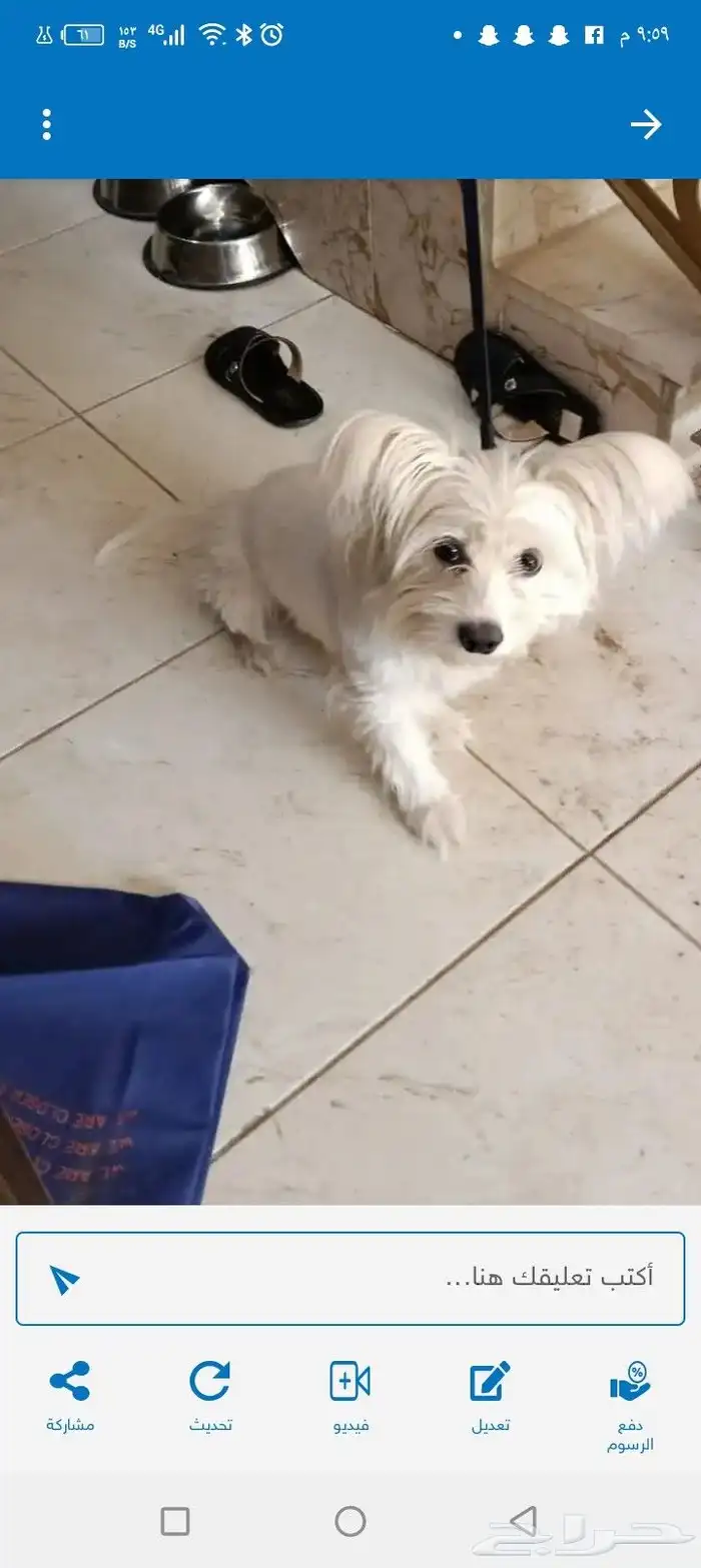 تم البيييع الله يبارك للمشتري 1