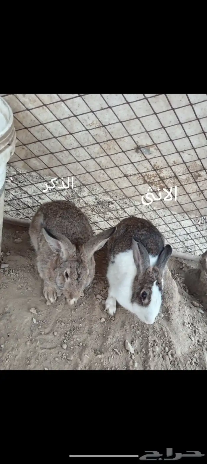 ارانب للبيع الذكر ب 40 ريال و الانثى ب 40 ريال 2