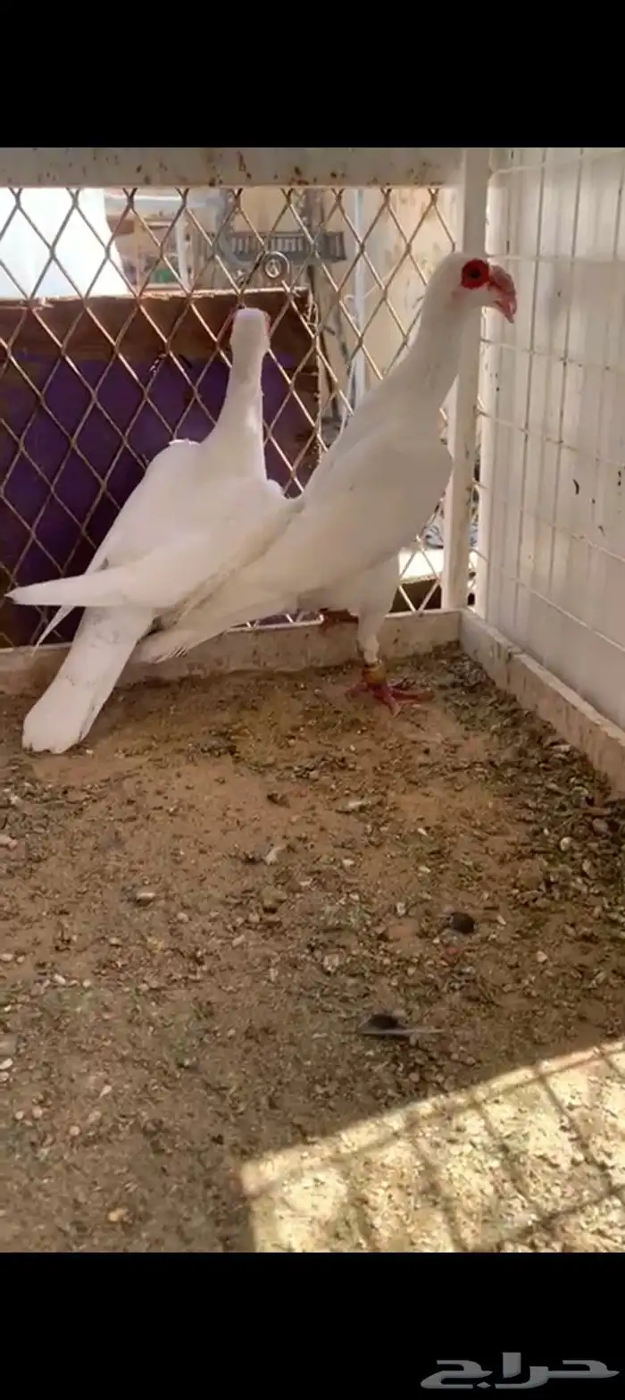 زوج بغادنه معاكيف مستوي نفاخ كرنقو ومالتيز 1