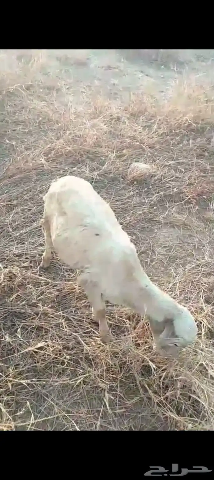 كبش بلدي اصل 0