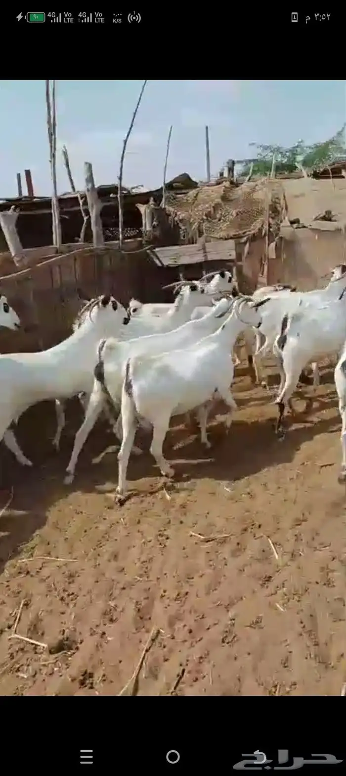 يوجد لدينا غنم افر مرح واحد 0