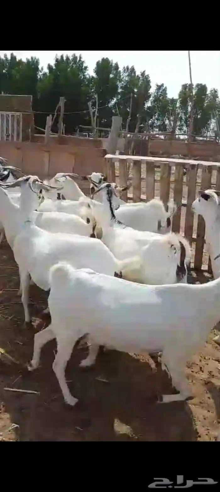 يوجد لدينا غنم افر مرح واحد 1