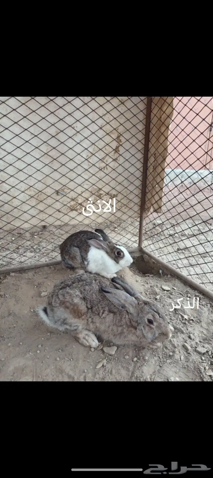 ارانب للبيع الذكر ب 40 ريال و الانثى ب 40 ريال 3