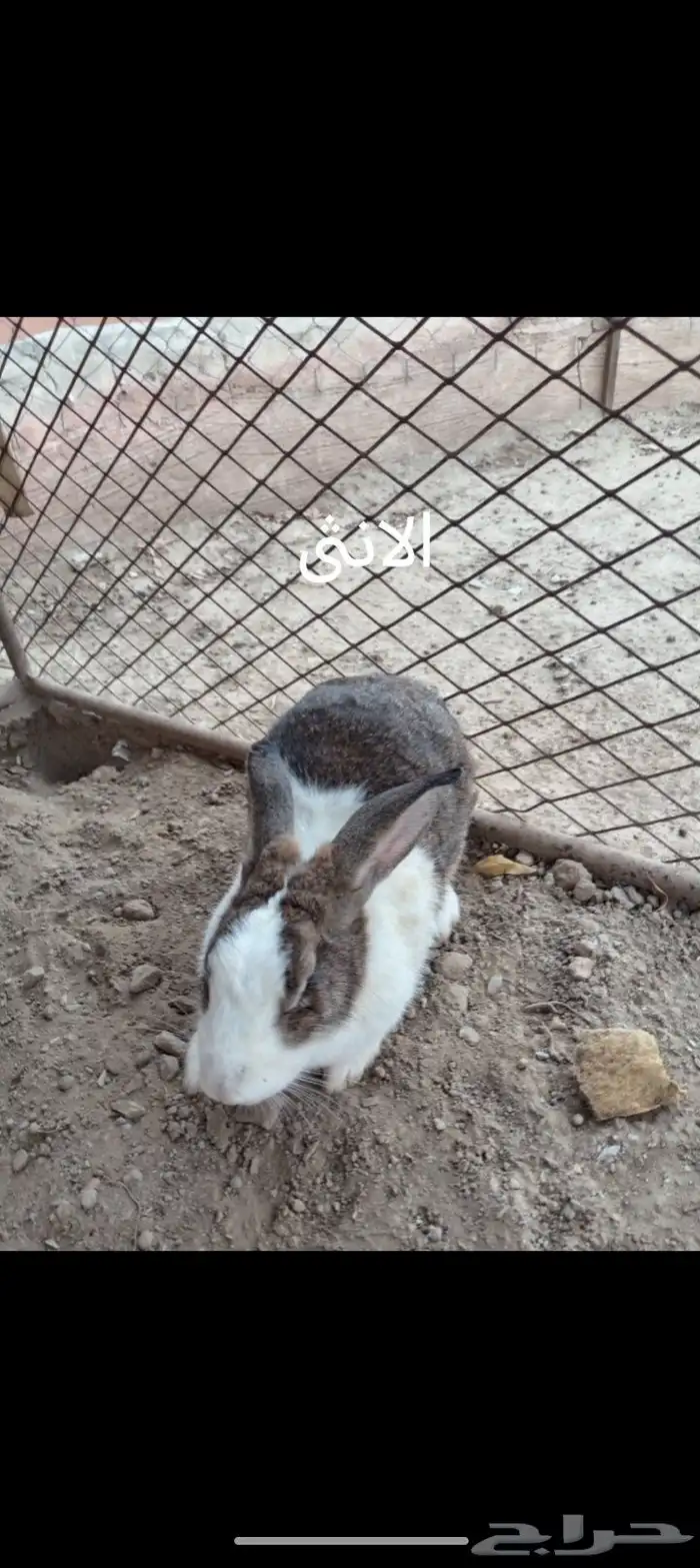 ارانب للبيع الذكر ب 40 ريال و الانثى ب 40 ريال 1