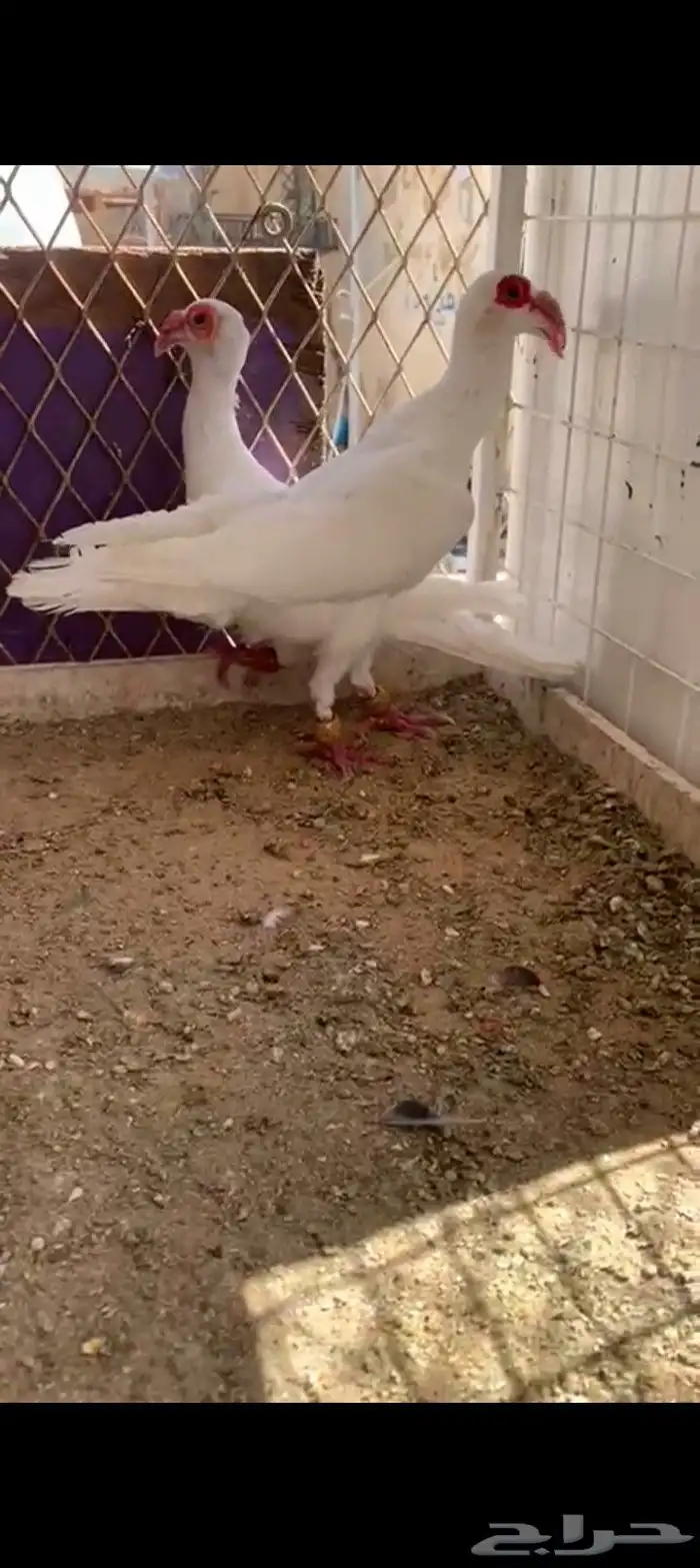 زوج بغادنه معاكيف مستوي نفاخ كرنقو ومالتيز 0