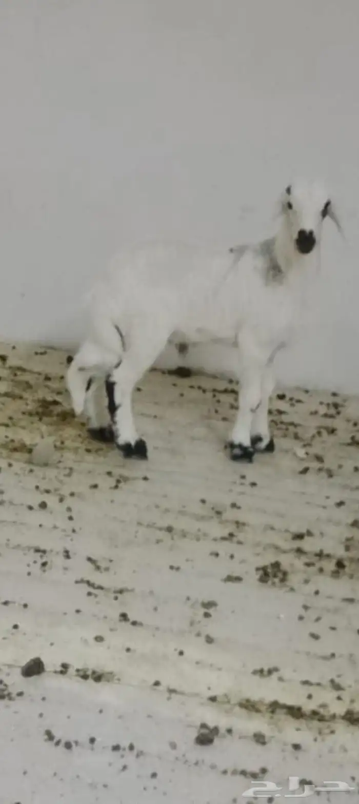 طلي فل الفل شحم ابوه. سواكني وامه حريه 0