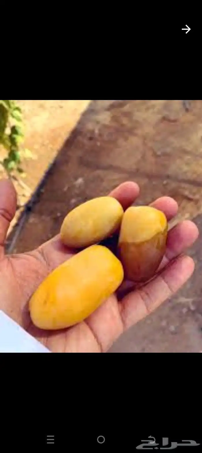 نخل فسايل ونقايل 3