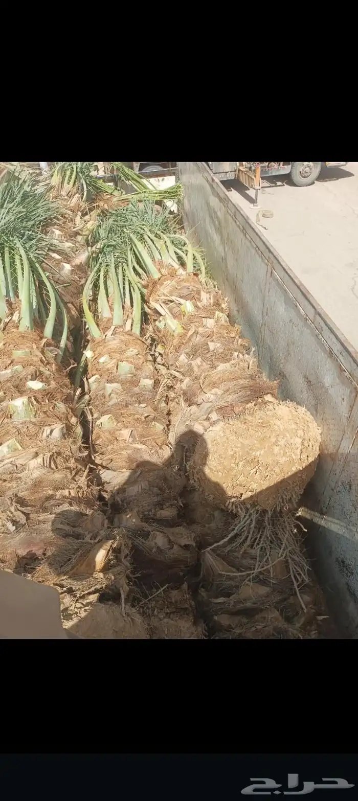 نخيل عربي نخيل واشنطني 1