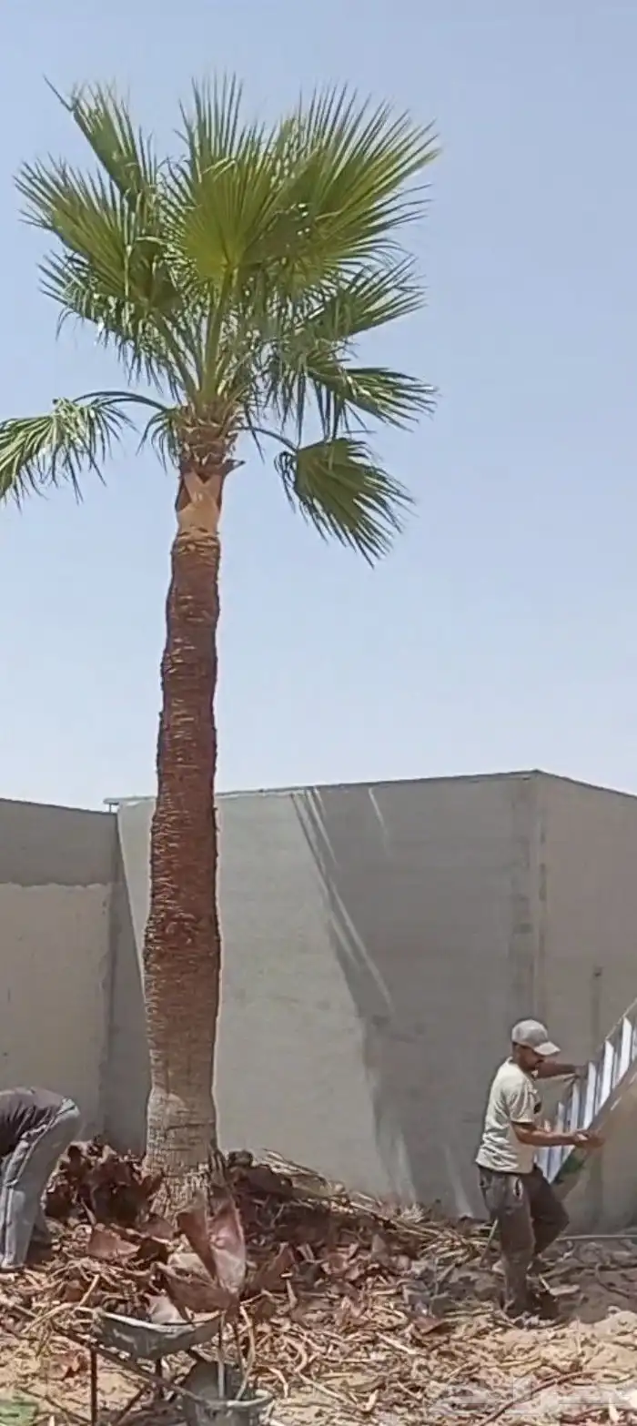 معلم تنظيف نخل وتنسيق الحدائق 7