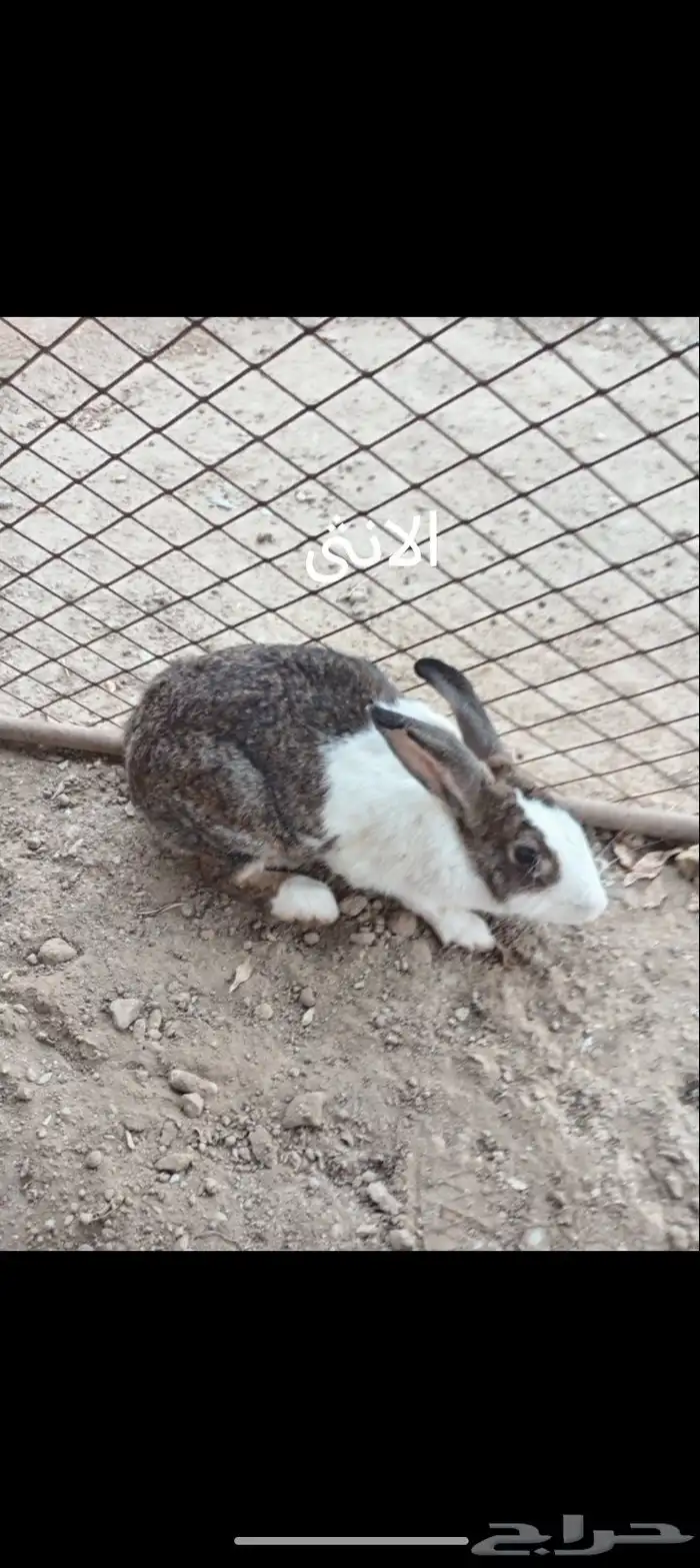 ارانب للبيع الذكر ب 40 ريال و الانثى ب 40 ريال 0